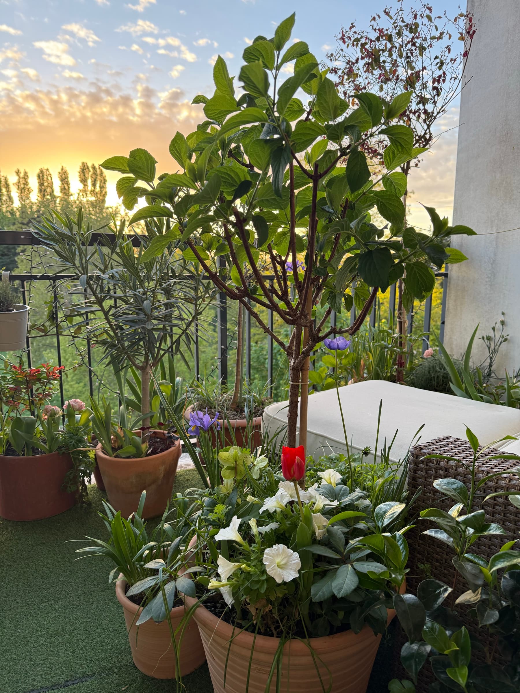 Coucher de soleil depuis le balcon