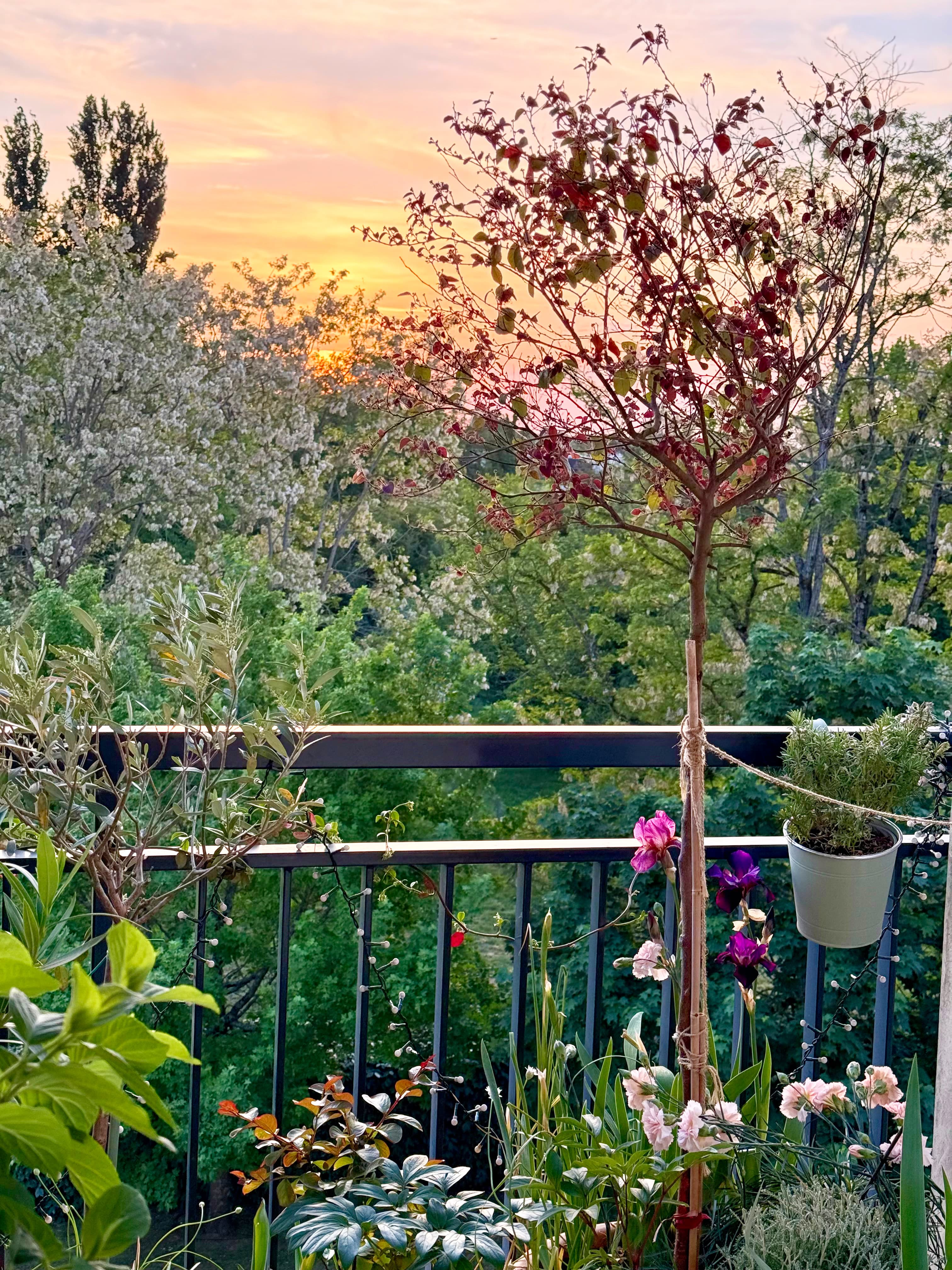 Balcon planté avec vue dégagée